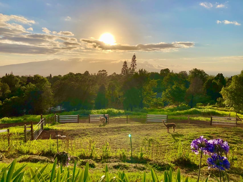 Maui: Alpaca Farm Visit with Hands-On Activities - Meeting Alpacas, Feeding Time, and Photo Moments That Feel Easy