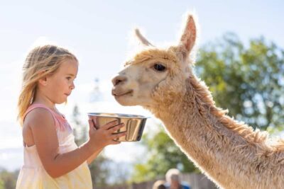 Maui: Alpaca Farm Visit with Hands-On Activities - Alpaca Fiber Lessons That Actually Connect to Real Life