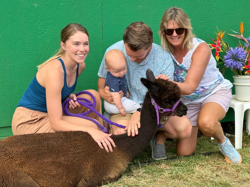 Maui: Alpaca Farm Visit with Hands-On Activities - Angora Bunny Village: Soft Interactions and Bunny Care Basics