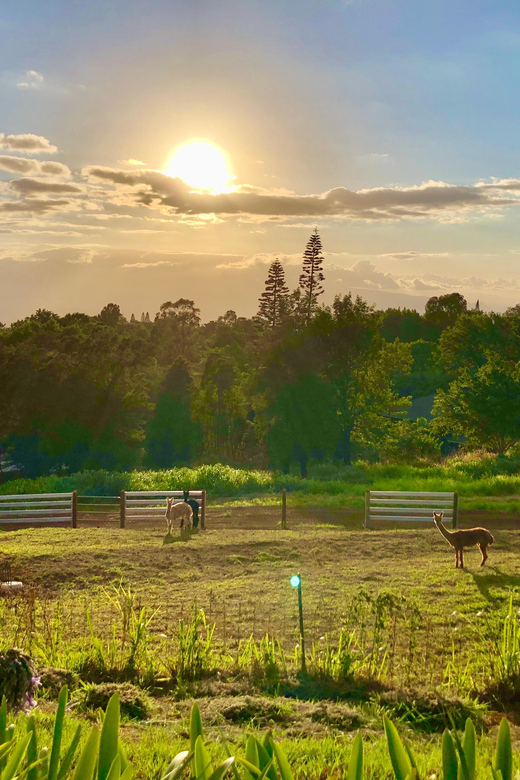 Maui: Alpaca Farm Visit with Hands-On Activities - Upcountry Atmosphere and the Feeling of ‘Āina