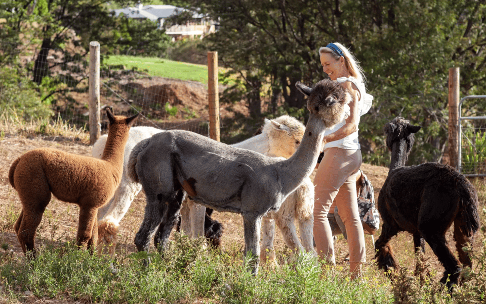 Maui: Alpaca Farm Visit with Hands-On Activities - Price and Value: How $79 for 60 Minutes Stacks Up