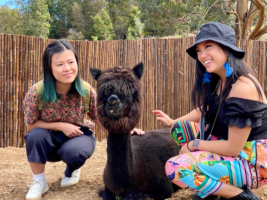 Maui: Alpaca Farm Visit with Hands-On Activities - How to Get the Most Out of Your Alpaca and Bunny Hour