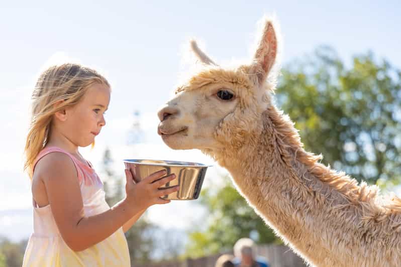 Maui: Alpaca Farm Visit with Hands-On Activities - Alpaca Fiber Lessons That Actually Connect to Real Life