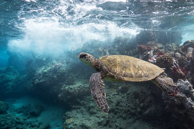Maui Beach Parks Self-Guided Driving Tour - Maluaka Beach to Makena: Turtles, Secret Beach, and the Lava Fields Finale
