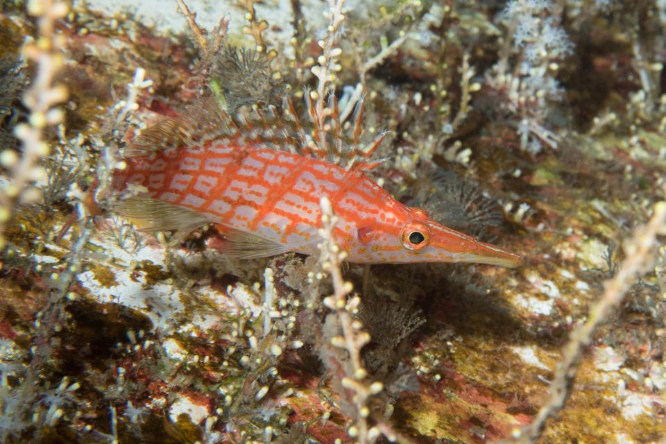 Maui: Beginner Discovery Scuba Dive Excursion from Lahaina - The open-water part: calm coaching and a controlled first swim