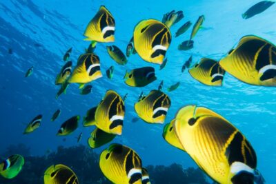 Maui: Beginner Discovery Scuba Dive Excursion from Lahaina - The shore basics: what you learn before you enter the water
