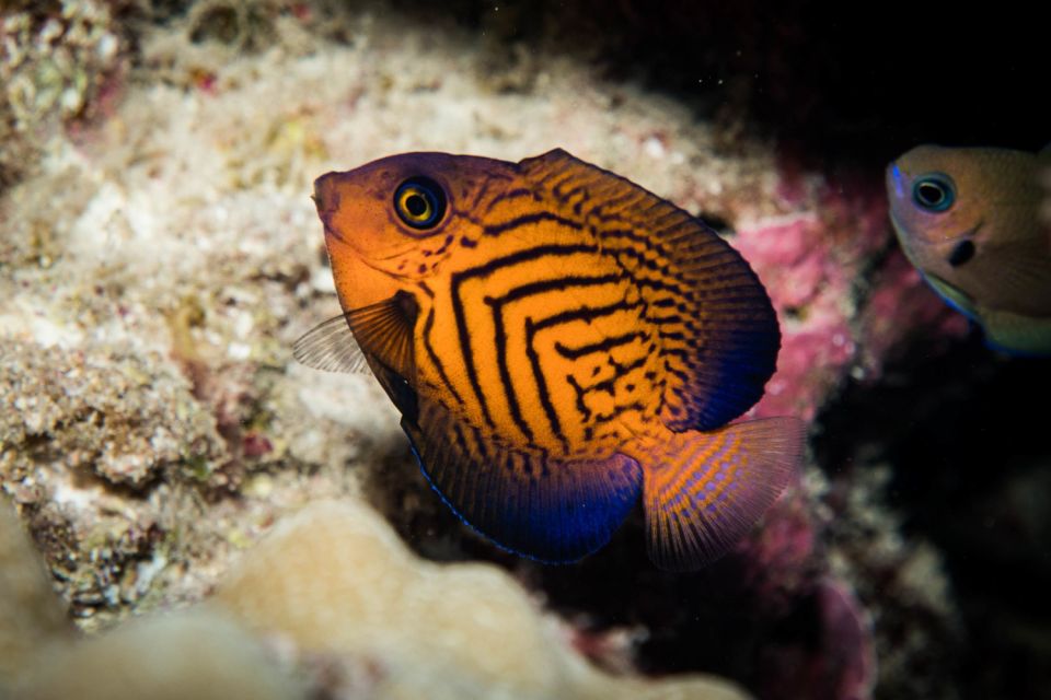 Maui: Beginner Discovery Scuba Dive Excursion from Lahaina - Maui marine life: green sea turtles, coral reef fish, and more