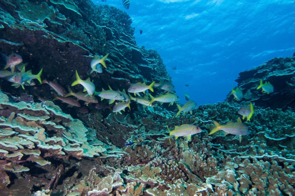 Maui: Beginner Discovery Scuba Dive Excursion from Lahaina - Price and 3-hour timing: is $230 worth it for a first-timer?