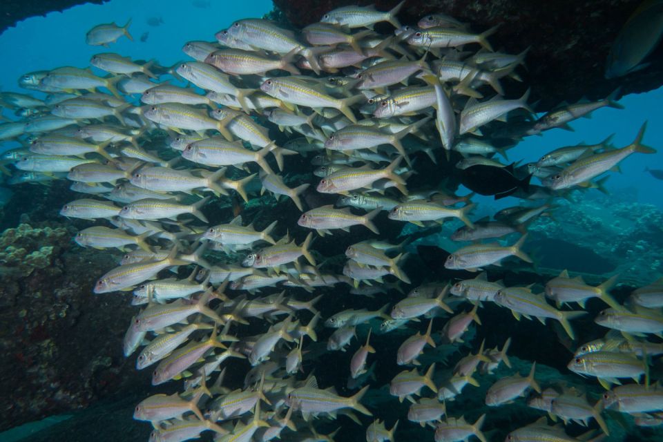 Maui: Beginner Discovery Scuba Dive Excursion from Lahaina - Logistics that can affect your day (without getting too complicated)