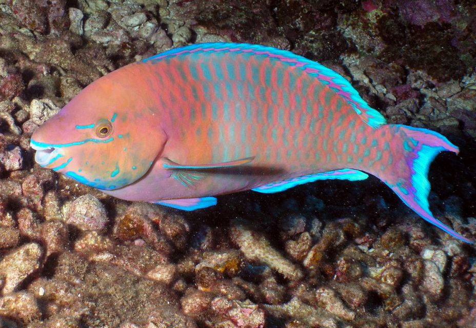 Maui: Beginner Discovery Scuba Dive Excursion from Lahaina - What to do (and not do) to feel comfortable fast