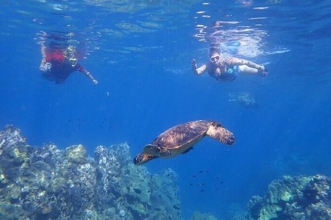 Maui Clear Kayak and Snorkel Tour: Swim with turtles (Olowalu) - Optional snorkel portion with turtles: when to get out and when to stay in