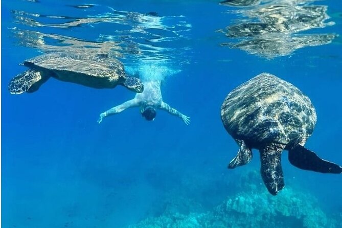 Maui Clear Kayak and Snorkel Tour: Swim with turtles (Olowalu) - Who this suits best (and who should reconsider the clear-kayak weight limit)