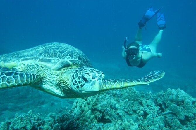Maui Clear Kayak and Snorkel Tour: Swim with turtles (Olowalu) - Value check: is $130 for a 3-hour clear-kayak snorkel worth it?