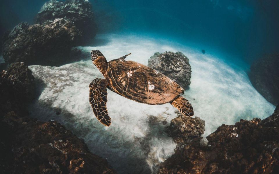 Maui: Deluxe Molokini Snorkel with Breakfast & Lunch - Molokini Crater snorkeling: exclusive access you can feel