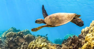 Maui: Eco-Friendly Molokini & Turtle Town Tour with Meals - Molokini crater: why this place earns the #1 reputation
