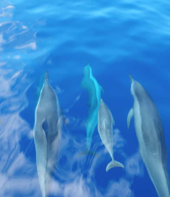 Maui: Eco-Raft Dolphin Watch Tour with Snacks - Following the Route: West Maui Coast and the Lanai Search Pattern