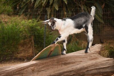 Maui Farm Distillery and local craft experience Full-Day Tour - Surfing Goat Dairy: goat-jungle-gym fun and a proper cheese tasting