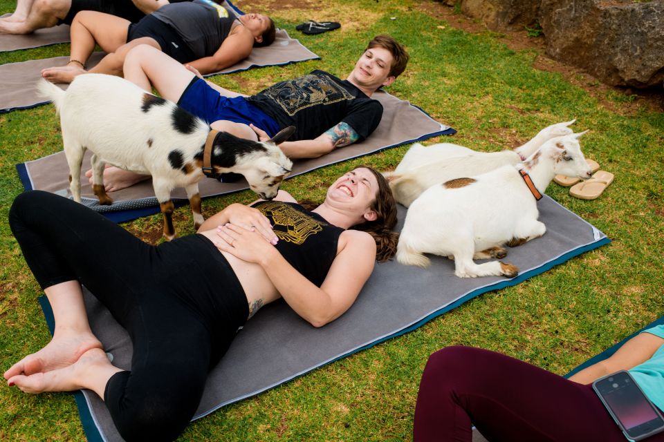 Maui Goat Yoga with Miniature Goats - Goat Yoga on Maui, With Coast Views and Mini-Goat Cuddles