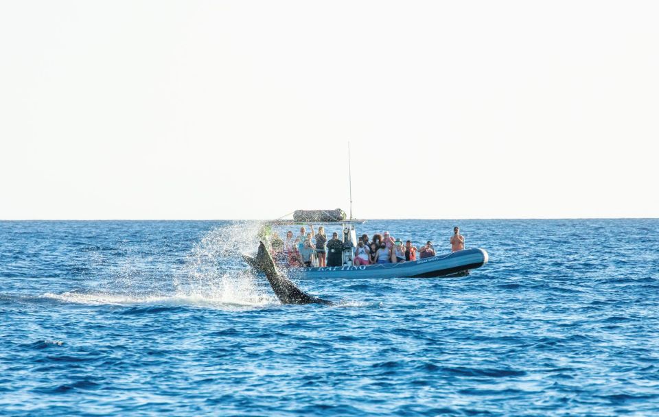 Maui: Guided Whale Watching Tour on Eco Raft - Key Takeaways Before You Go