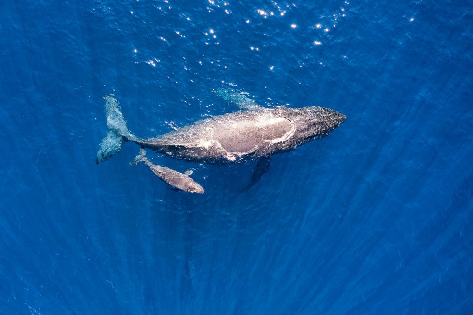 Maui: Guided Whale Watching Tour on Eco Raft - Is This the Right Fit for You? (Non-Swimmers, Families, and Limitations)