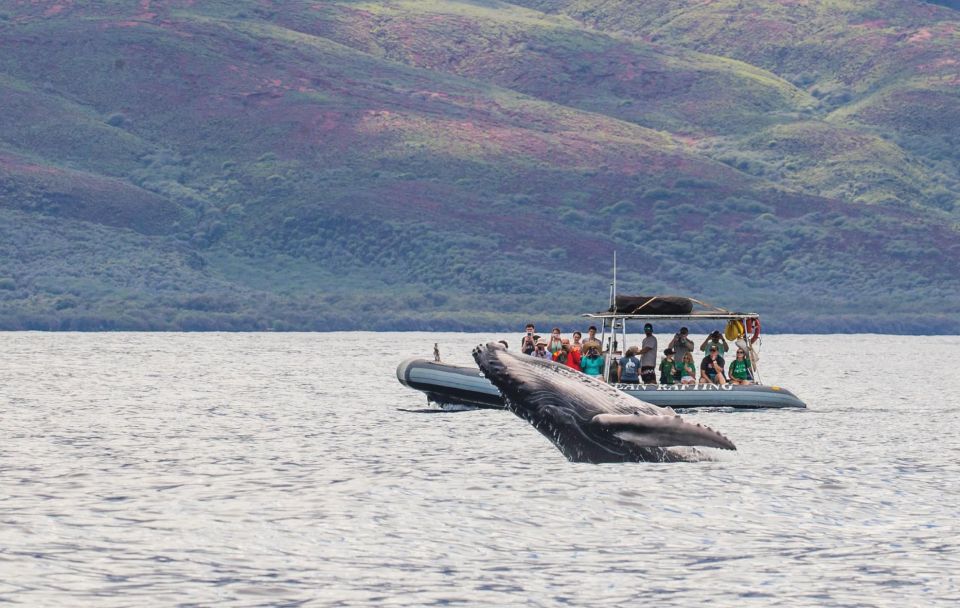 Maui: Guided Whale Watching Tour on Eco Raft - 1.5 Hours of Whale Watching: West Maui, Lanai, and a Hydrophone