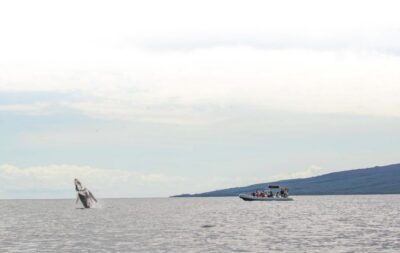 Maui: Guided Whale Watching Tour on Eco Raft - The 15-Minute Raft Ride Out: Getting Oriented Without Rushing