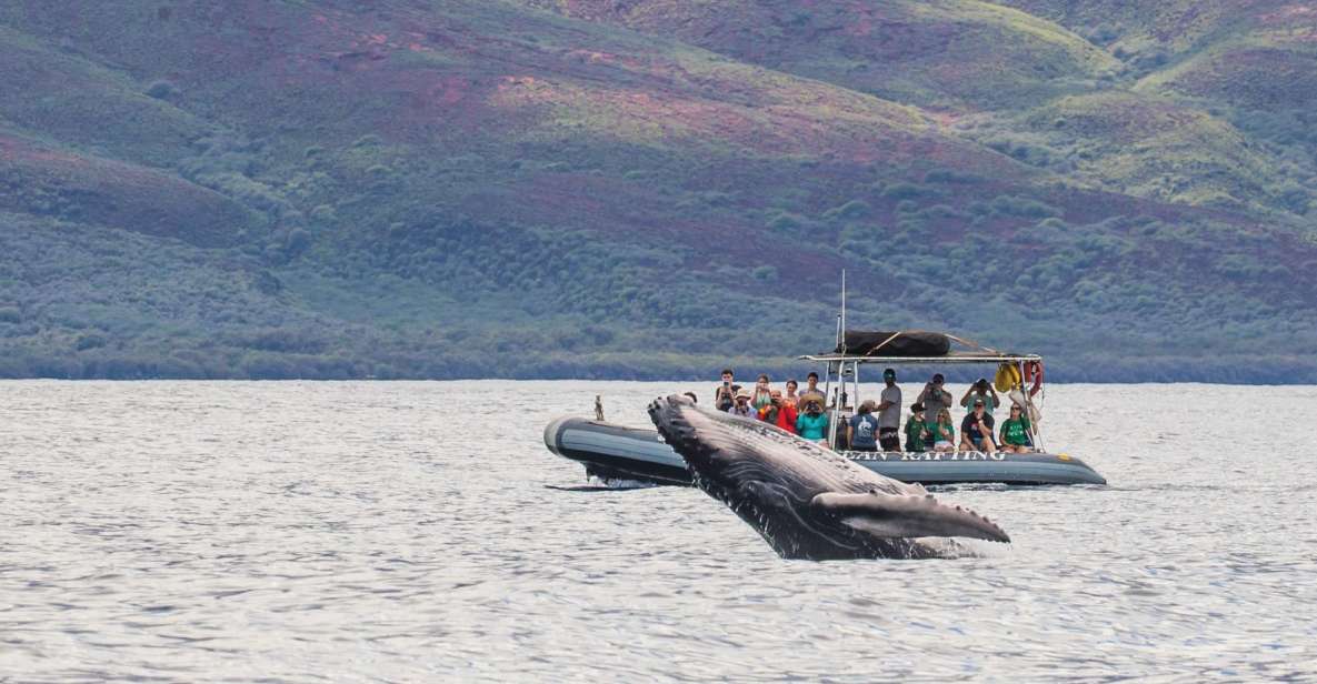 Maui: Guided Whale Watching Tour on Eco Raft - No Snorkeling, Stay Dry: How the Eco-Raft Keeps It Simple