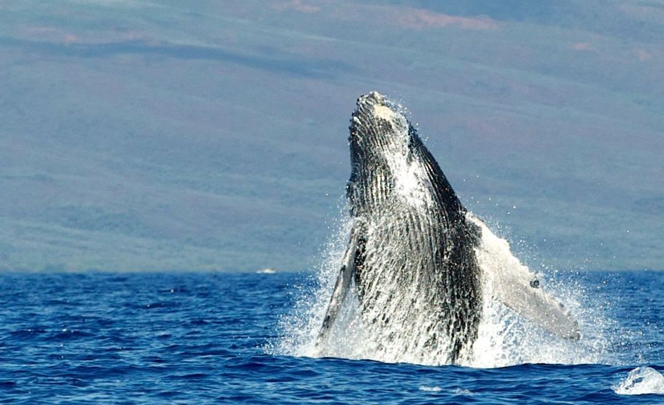 Maui: Guided Whale Watching Tour on Eco Raft - The Return: Another 15-Minute Raft Ride Back to Lahaina