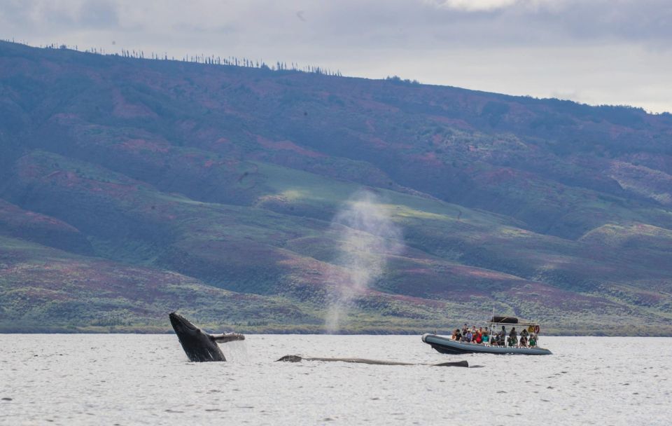 Maui: Guided Whale Watching Tour on Eco Raft - Weather, Capacity, and What That Means for Your Day