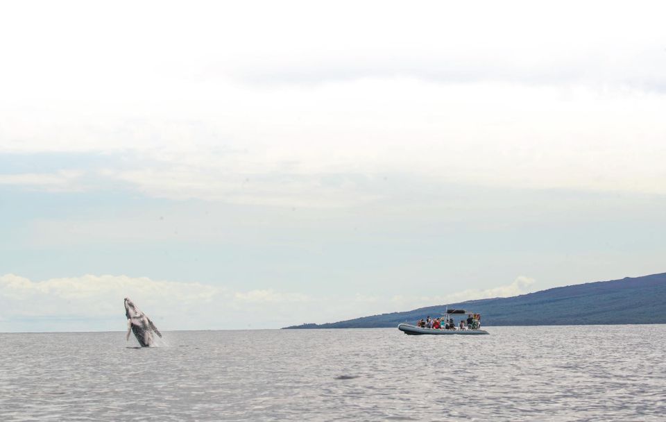 Maui: Guided Whale Watching Tour on Eco Raft - The 15-Minute Raft Ride Out: Getting Oriented Without Rushing
