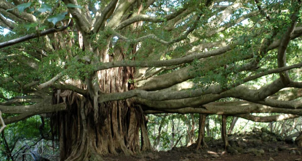 Maui: Hana Hiking Tour with Lunch - Key highlights I’d prioritize