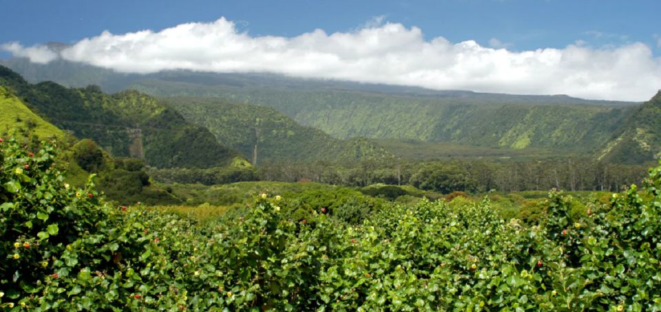 Maui: Hana Hiking Tour with Lunch - Why the Hana Highway ride sets the tone for a rainforest hike