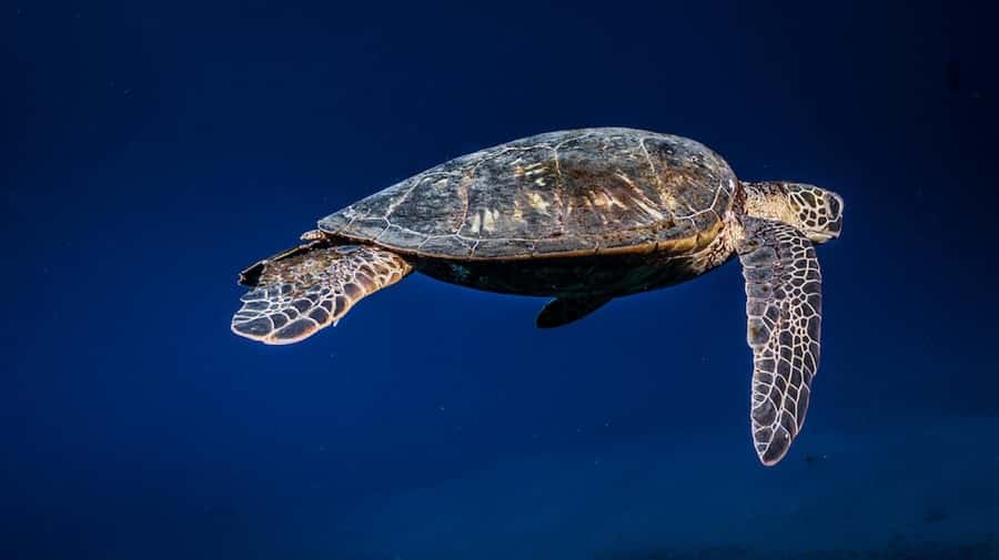 Maui: Intro to Scuba Diving from Shore - Lahaina - First-Time Scuba in Lahaina: Simple, Structured, and Hands-On