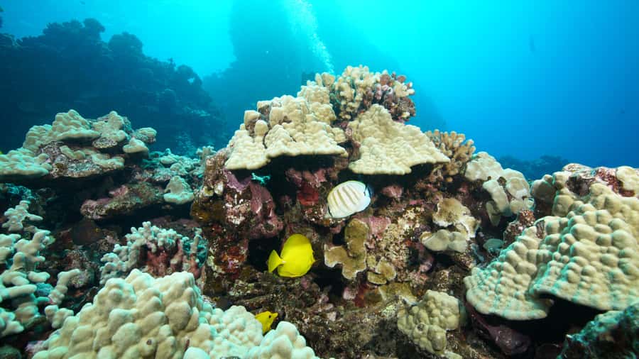 Maui: Intro to Scuba Diving from Shore - Lahaina - Lahaina Check-In and the Instructor Brief: Who You’re Trusting