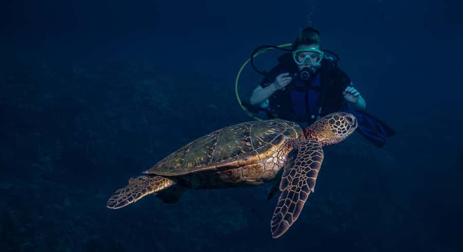 Maui: Intro to Scuba Diving from Shore - Lahaina - The Underwater Skills Segment: Mask Clears and Regulator Recovery
