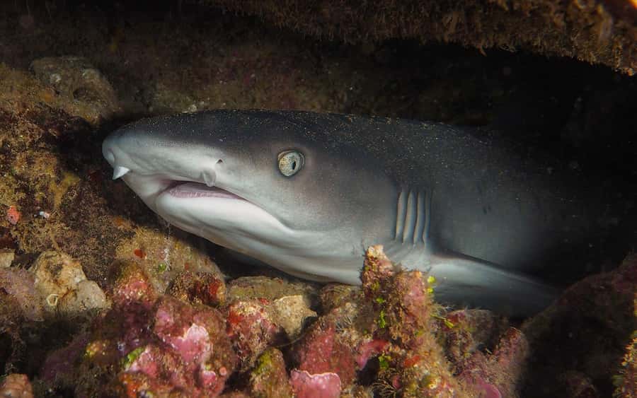 Maui: Intro to Scuba Diving from Shore - Lahaina - Gear, Materials, and Instructor Support: What’s Included (and What Isn’t)