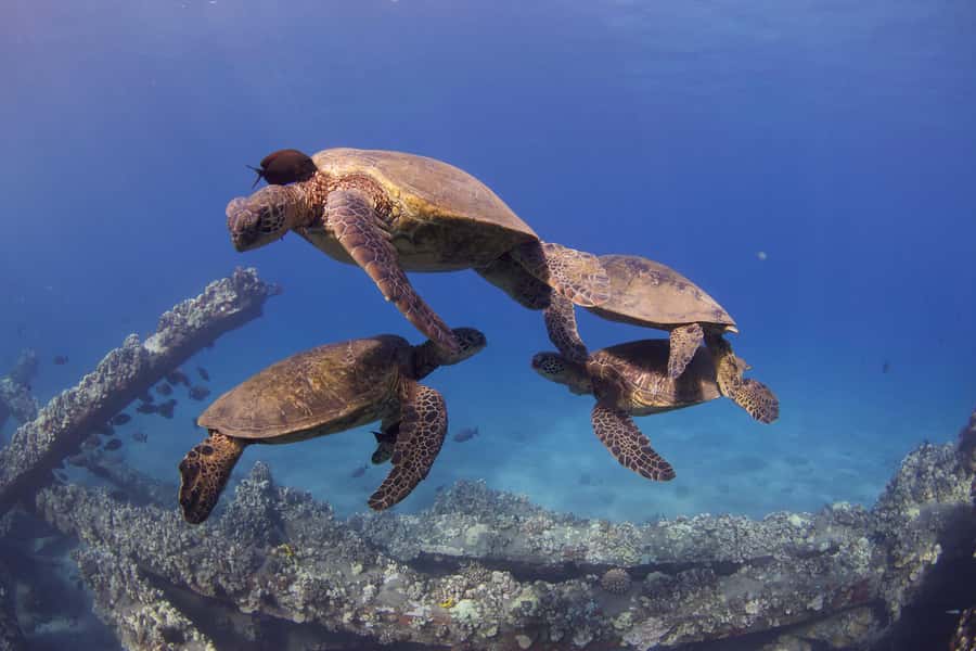 Maui: Intro to Scuba Diving from Shore - Lahaina - Timing and What the 3 Hours Really Feels Like