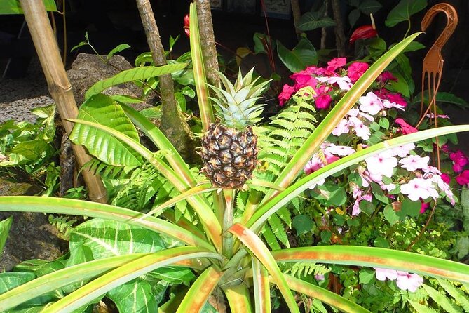 Maui Island Private Day Tour - Who This Tour Is Best For (and Who Might Not Love It)