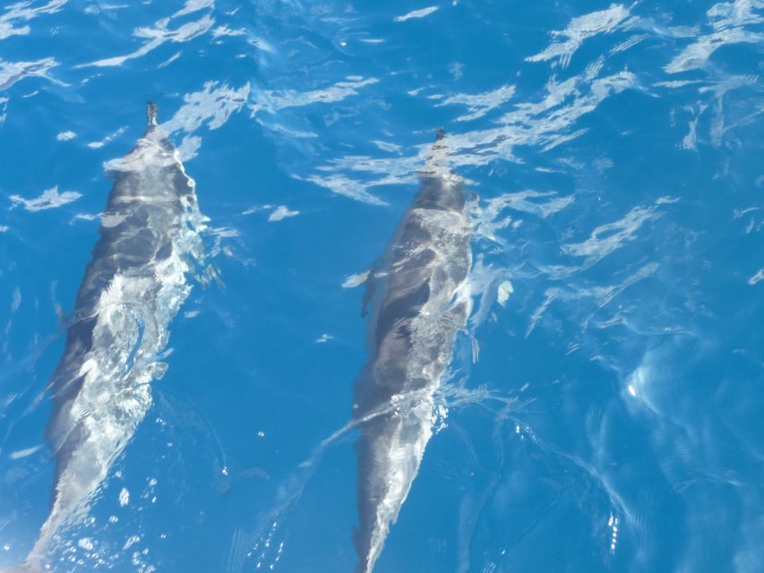 Maui: Kaanapali Beach 4-hour Snorkel w/ BBQ Lunch & Open Bar - Price and value for a $162, 4-hour Maui snorkel cruise