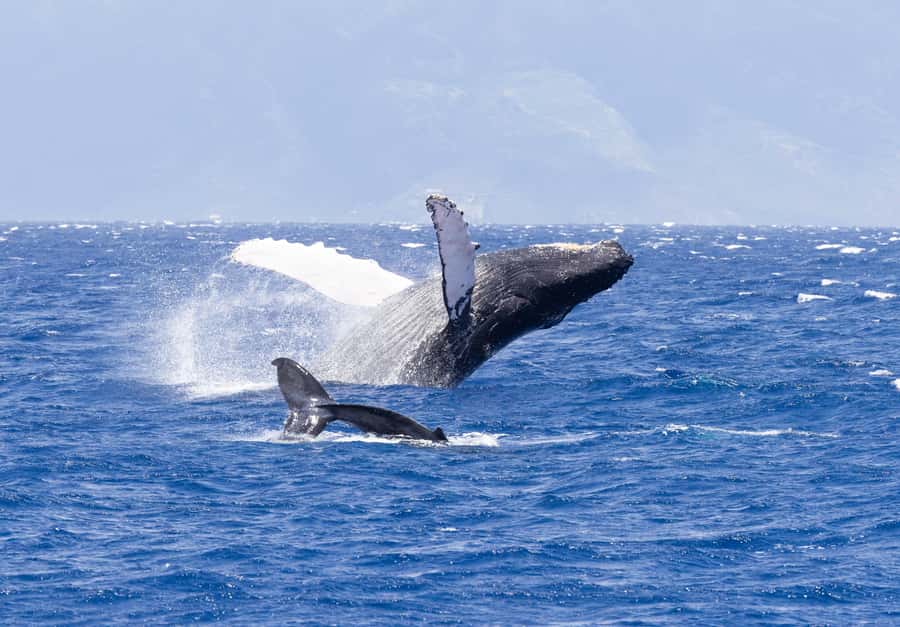 Maui: Ka'anapali Discount Whale Watch - Beach Loading Vessel - Key things I’d bookmark before you book