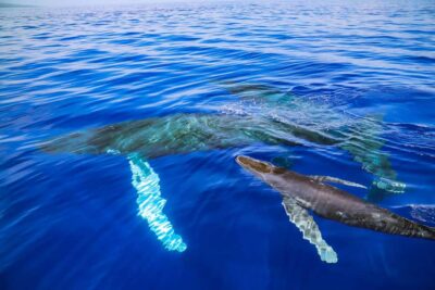 Maui: Ka'anapali Discount Whale Watch - Beach Loading Vessel - Your 2-Hour Whale-Watch Flow: What Happens On the Water