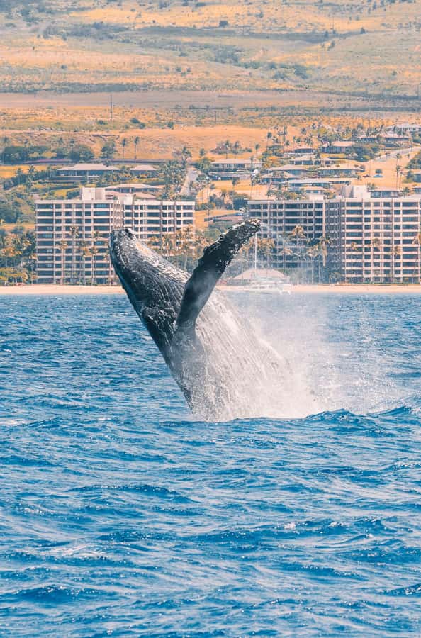 Maui: Ka'anapali Discount Whale Watch - Beach Loading Vessel - Where You Fit This in Your Maui Day (and Who Should Skip It)