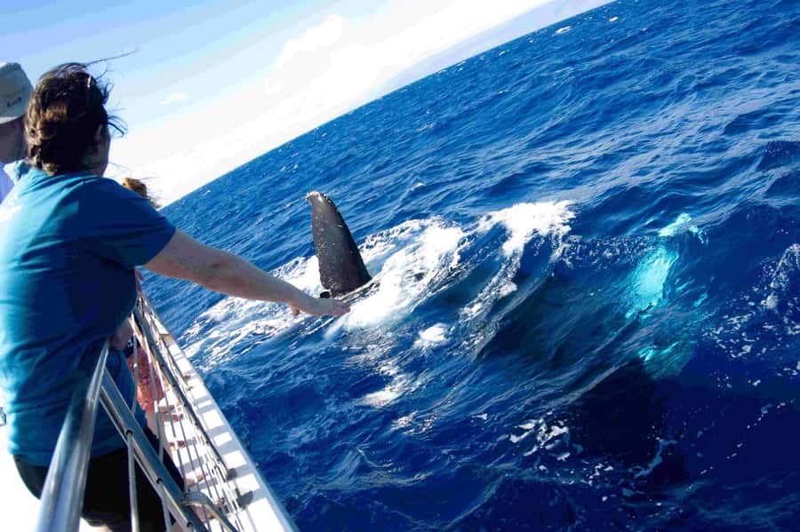 Maui: Kaanapali Whale Watching Boat with Open Bar and Food - Key things to know before you go