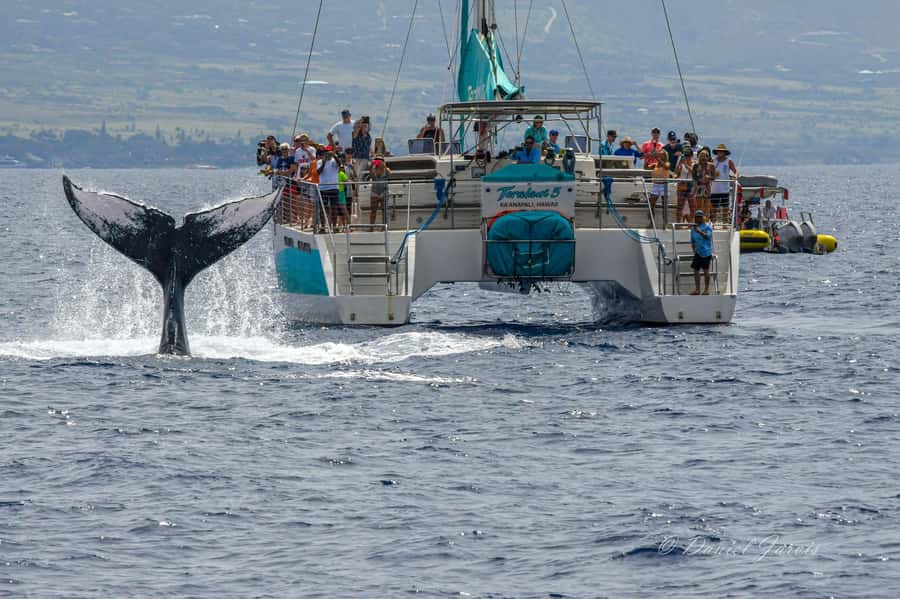 Maui: Kaanapali Whale Watching Boat with Open Bar and Food - Whale watching for real: how the 2.5 hours are meant to work