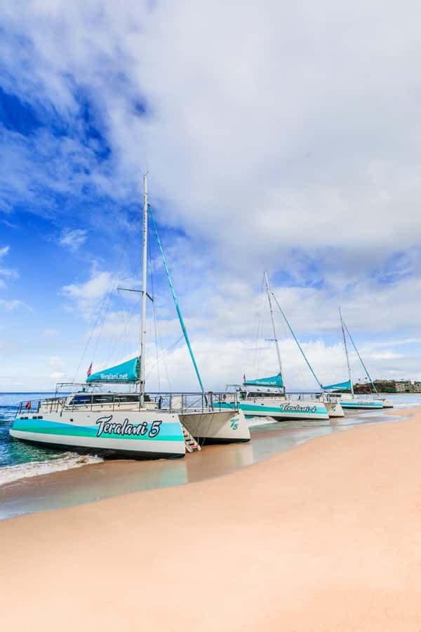 Maui: Kaanapali Whale Watching Boat with Open Bar and Food - The sighting guarantee: how to think about value here