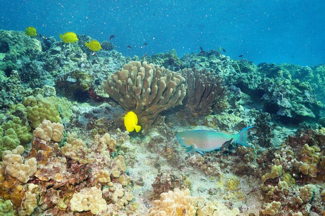 Maui Magic Adventure Snorkel: Molokini Crater and Turtle Stop - Gear included: less stress, faster in-and-out