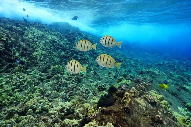 Maui Magic Adventure Snorkel: Molokini Crater and Turtle Stop - Boat size and comfort: small-group feel, but read reviews like a realist