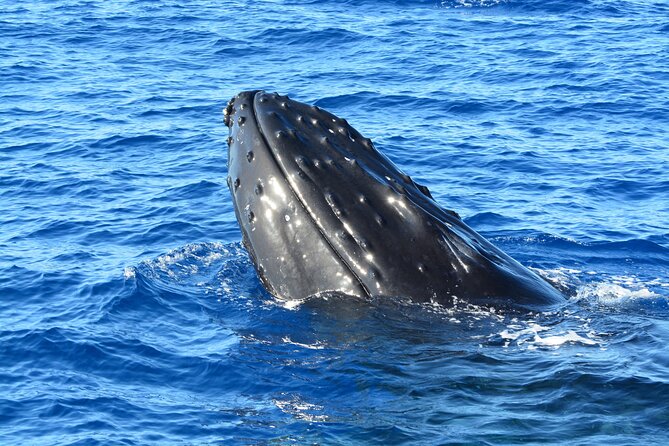 Maui Magic Adventure Snorkel: Molokini Crater and Turtle Stop - Wildlife sightings beyond turtles: whales and dolphins can add surprise value