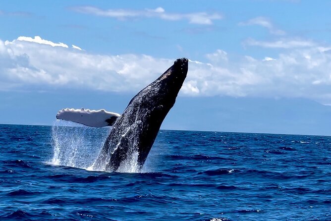 Maui Mid Day Magic Whale Watch - Key reasons this whale watch feels worth it