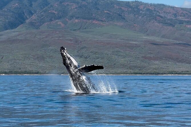 Maui Mid Day Magic Whale Watch - Whale sightings and the guarantee: what it means for your odds